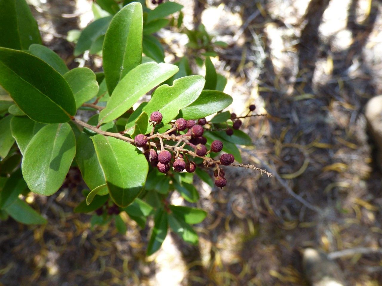Embelia angustifolia fruit