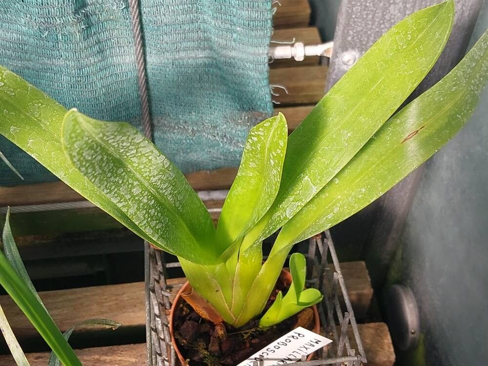 Maxillaria proboscidea — search result for 'Proboscidea'