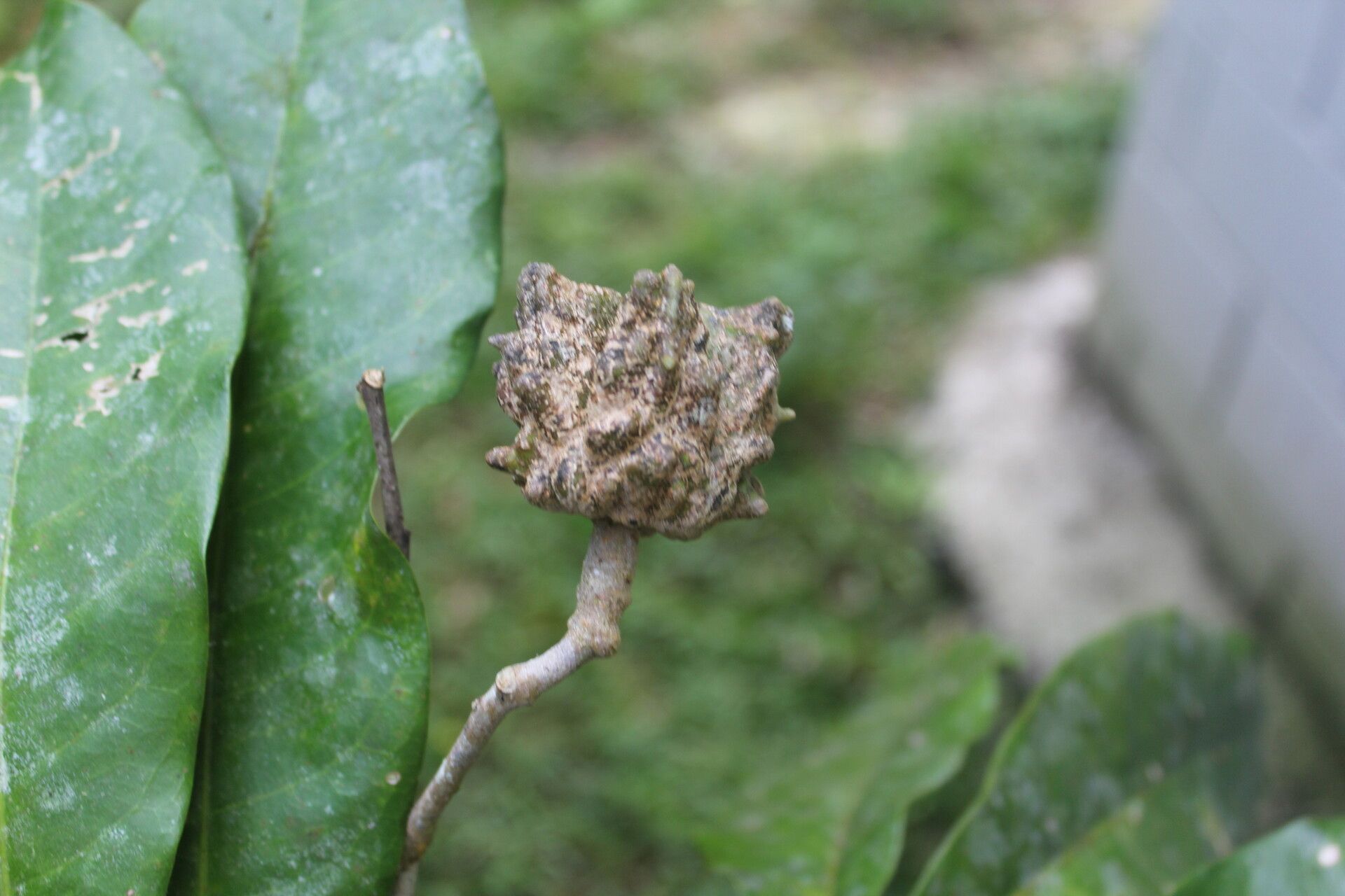 Esenbeckia pentaphylla fruit