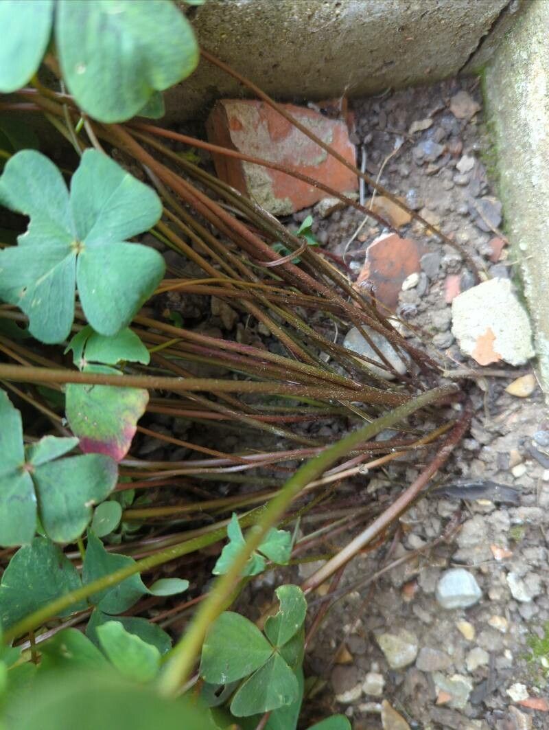 Oxalis tetraphylla bark