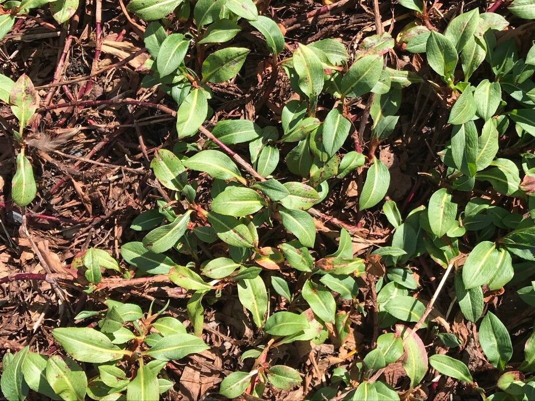 Polygonum cognatum — search result for 'Polygonum'