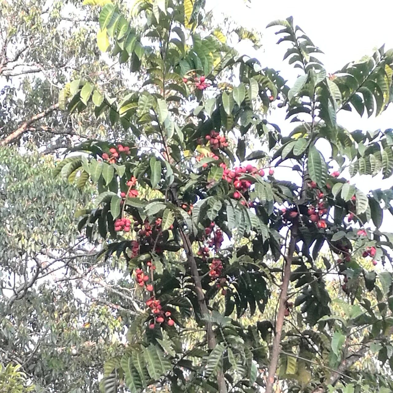 Aphanamixis polystachya — search result for 'Bhutan'