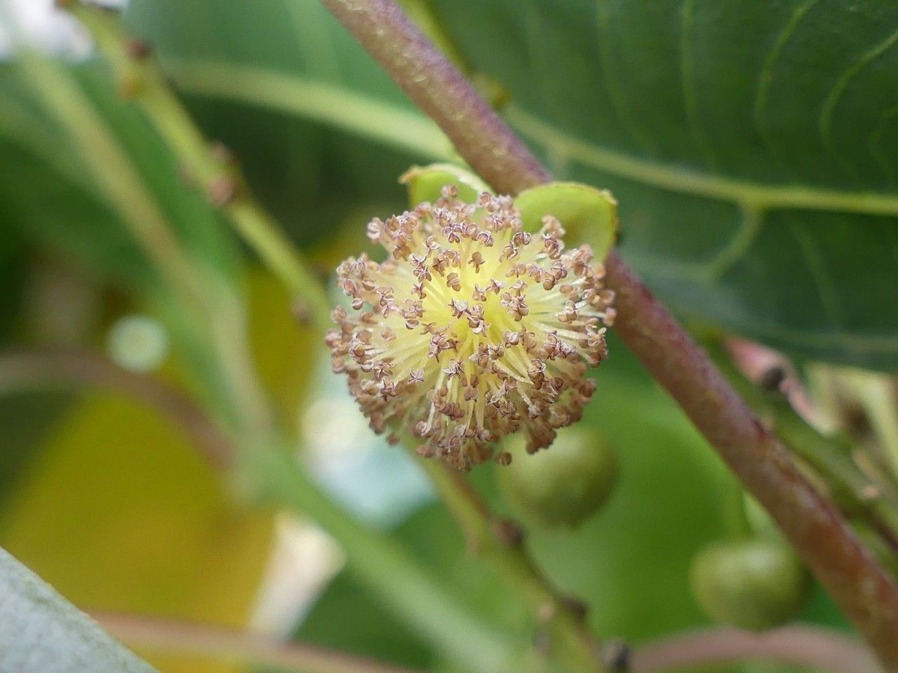 Cordemoya integrifolia flower