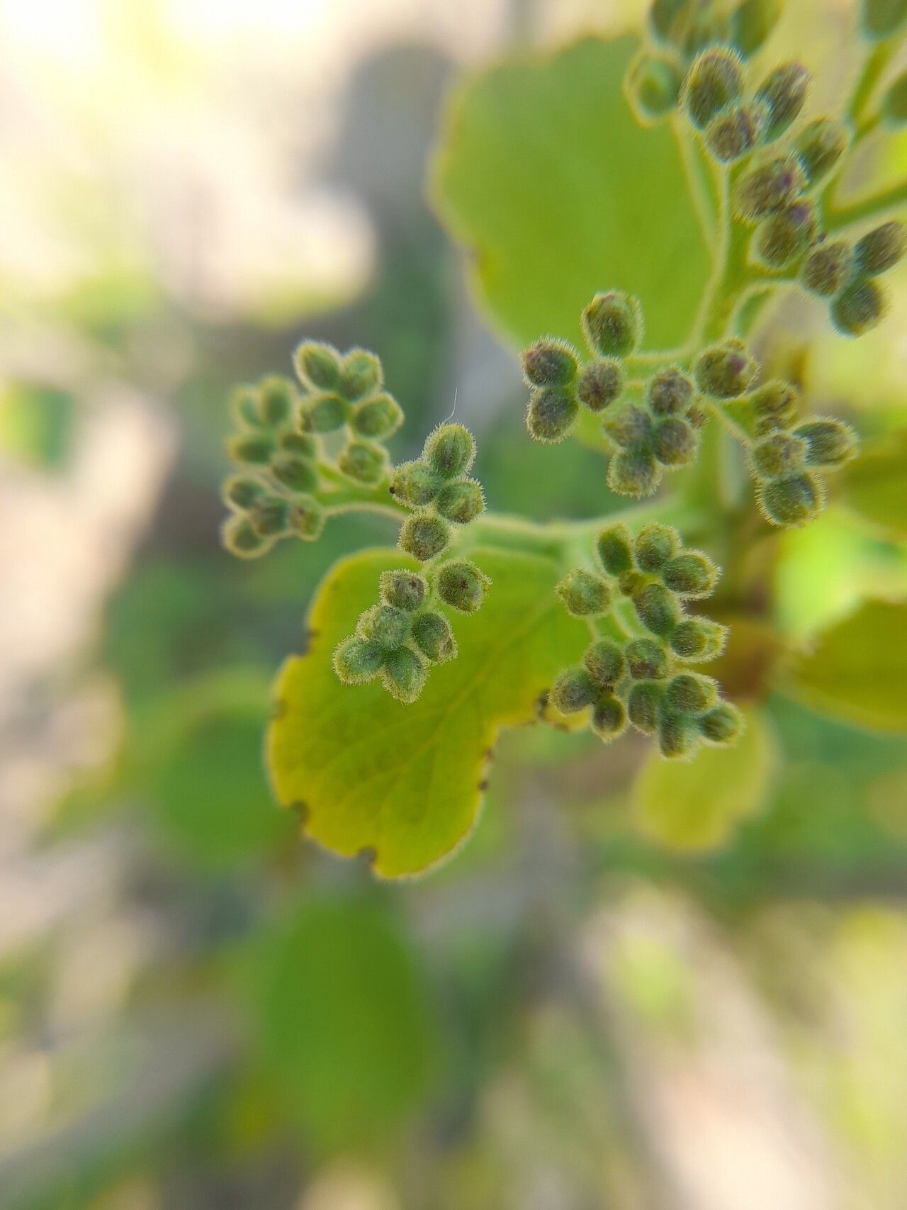 Cordia pilosissima flower