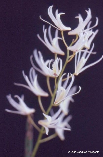Dendrobium casuarinae flower
