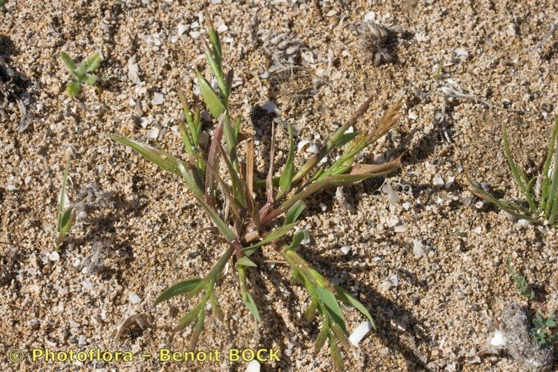 Lolium parabolicae habit