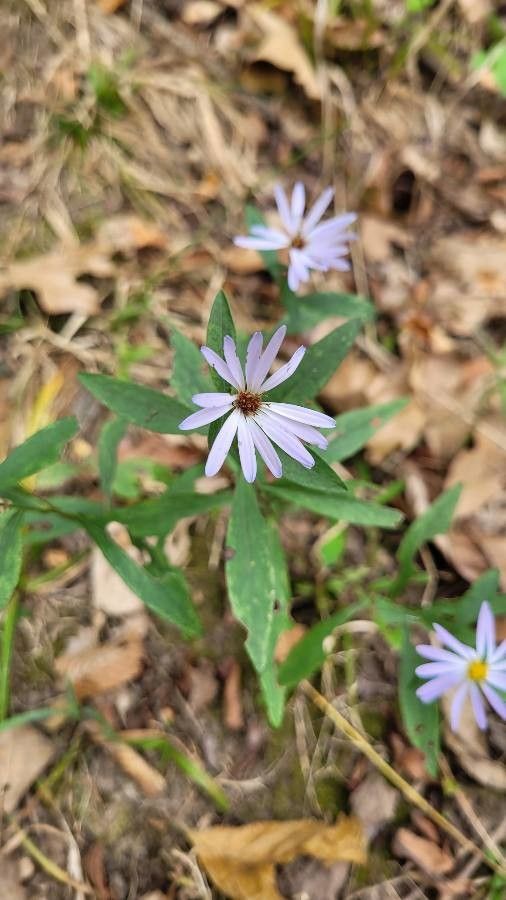 Symphyotrichum oolentangiense — search result for 'Symphyotrichum'