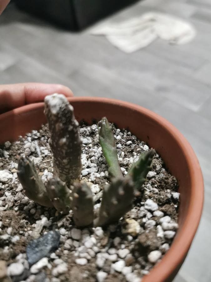 Stapelia schinzii — houseplant care guide