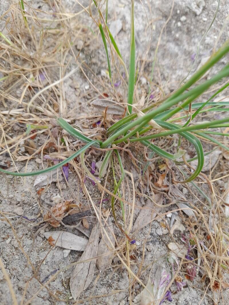 Allium longisepalum — houseplant care guide