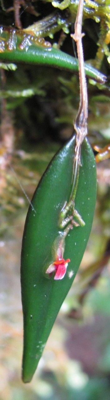 Lepanthes lindleyana fruit