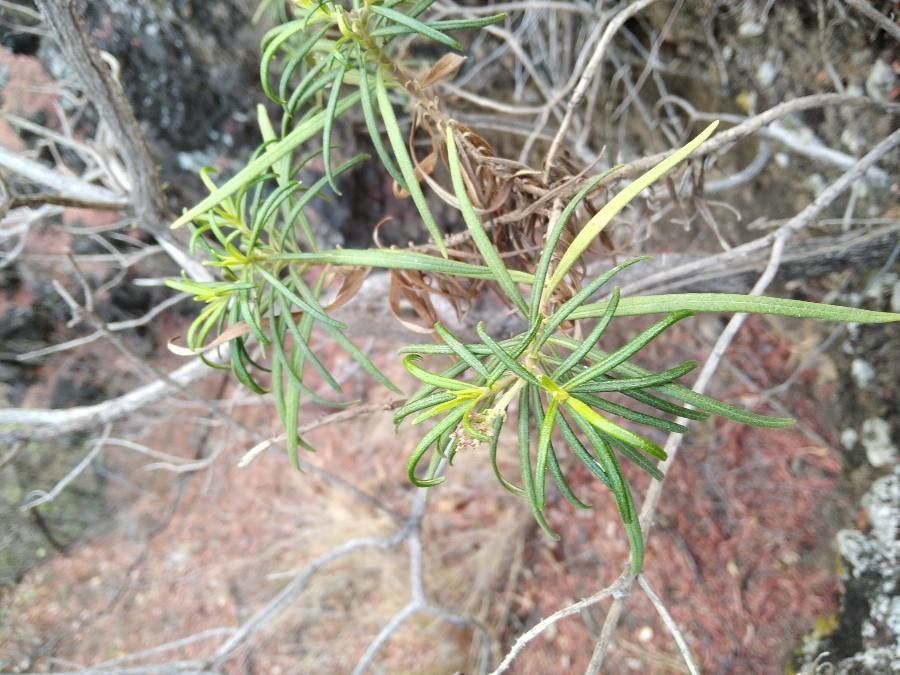 Monarrhenus salicifolius — houseplant care guide