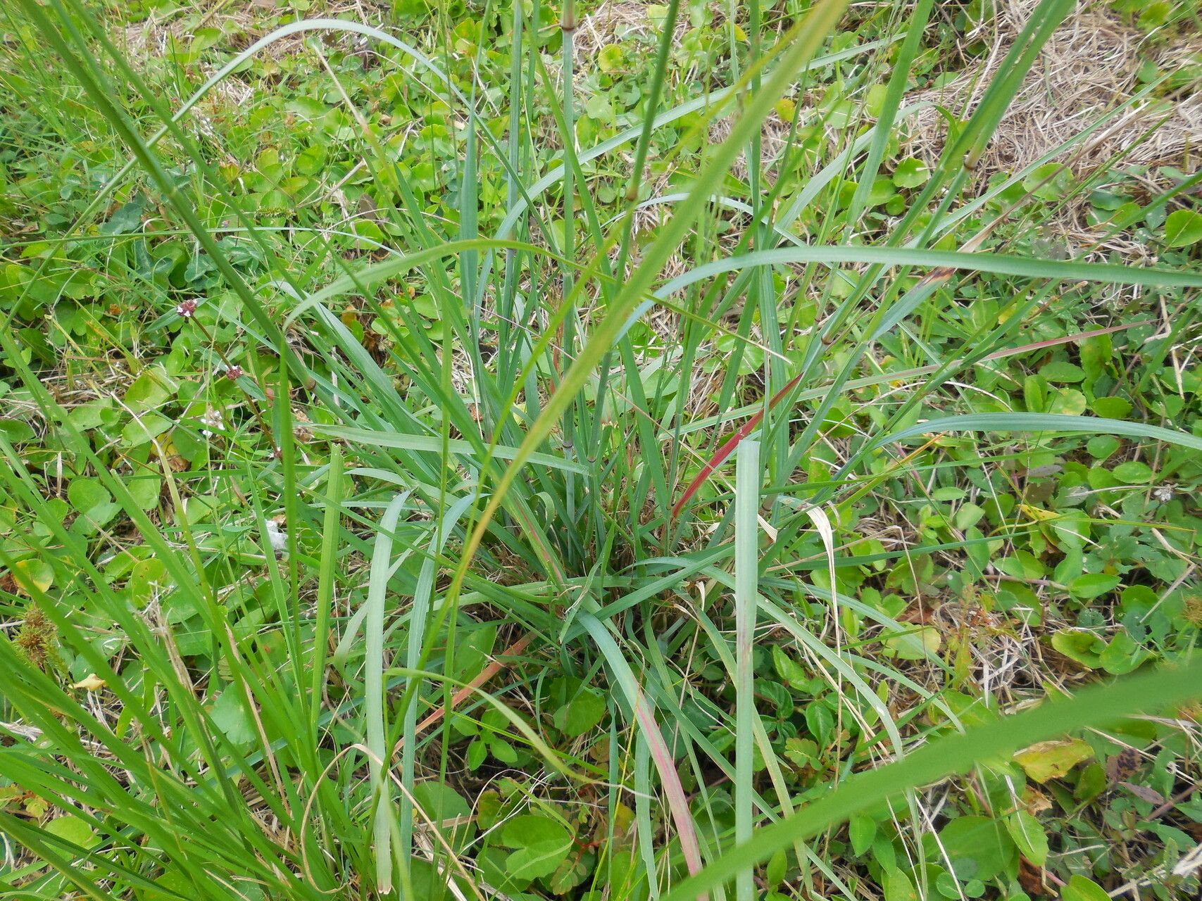 Eragrostis atrovirens — search result for 'Eragrostis'