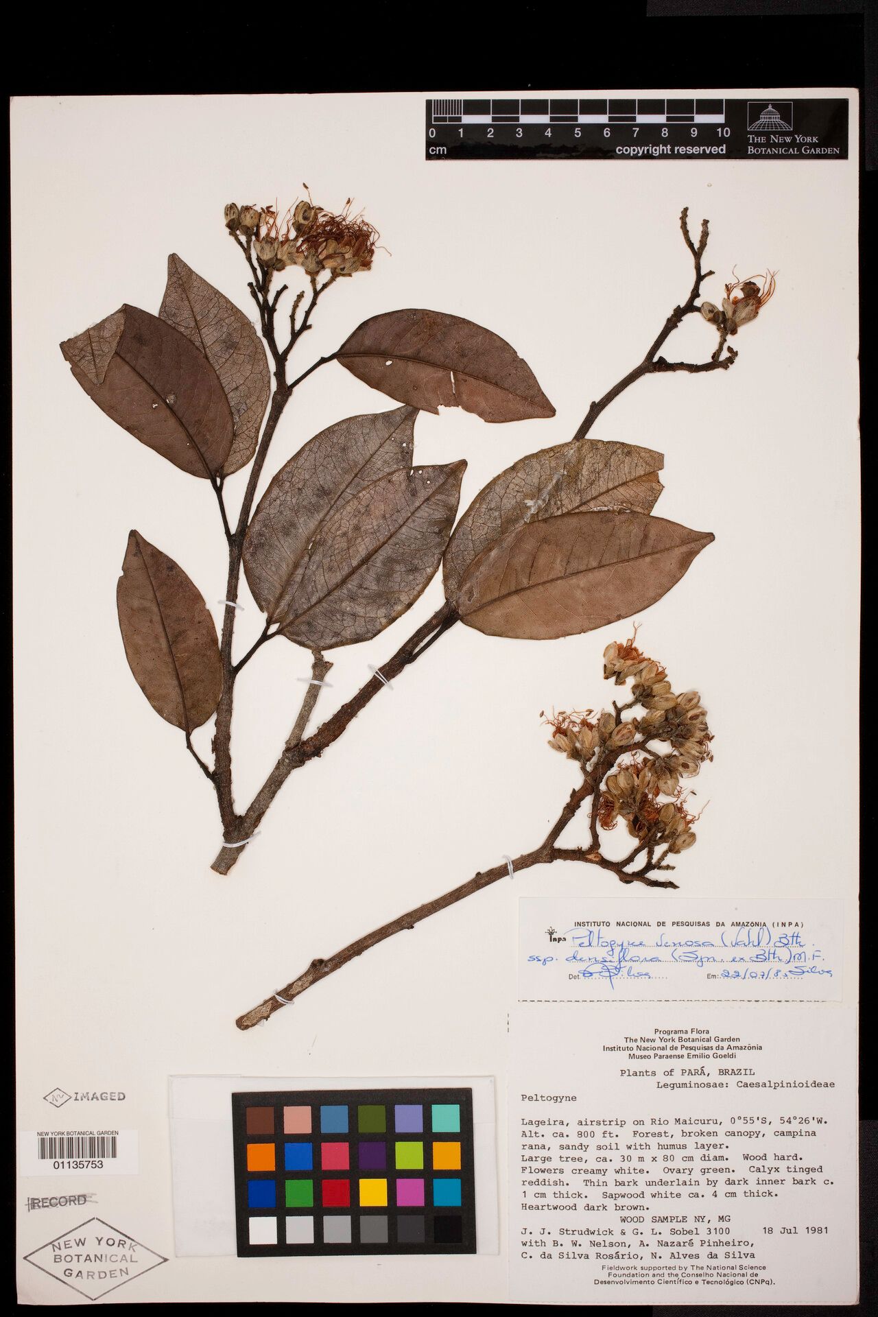 Peltogyne subsessilis — houseplant care guide