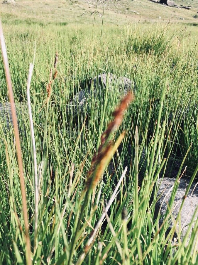 Carex appropinquata — clay tolerant houseplant