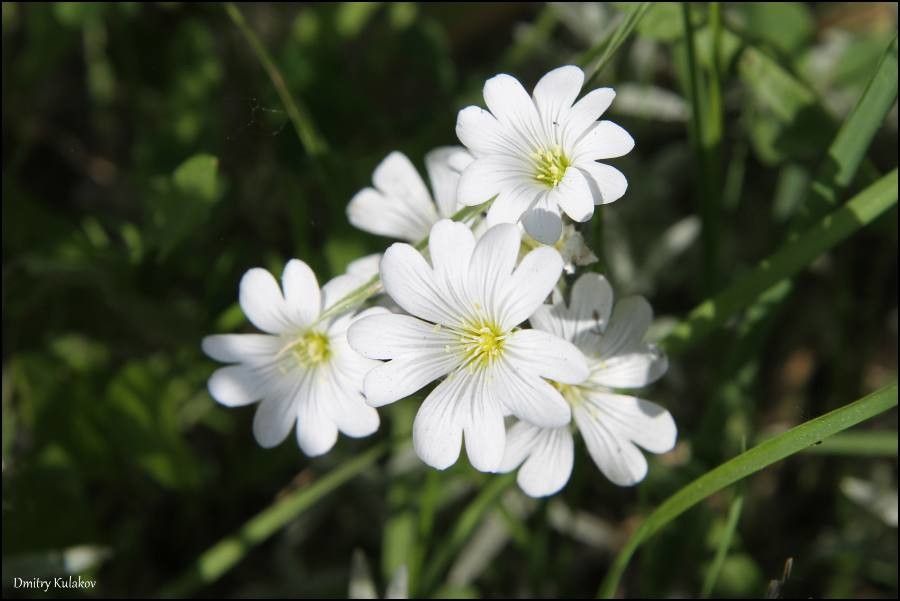 Cerastium argenteum — search result for 'Cerastium'