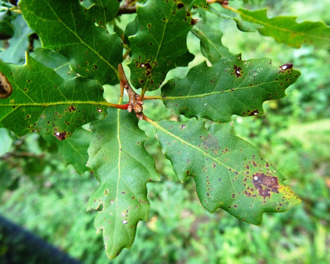 Quercus pacifica leaf