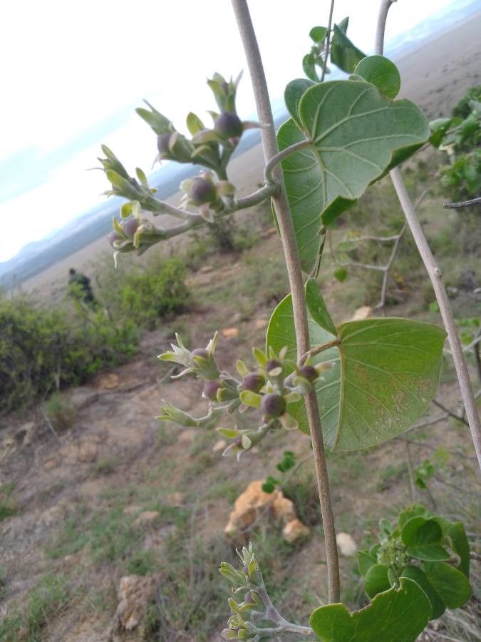 Ipomoea spathulata fruit