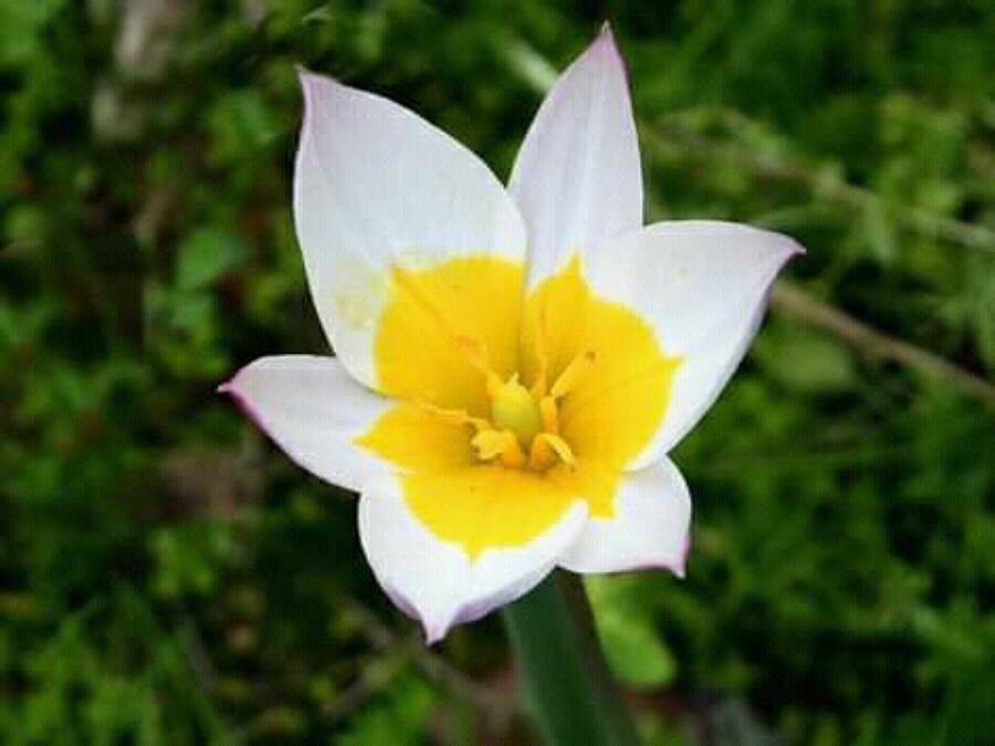 Tulipa biflora flower
