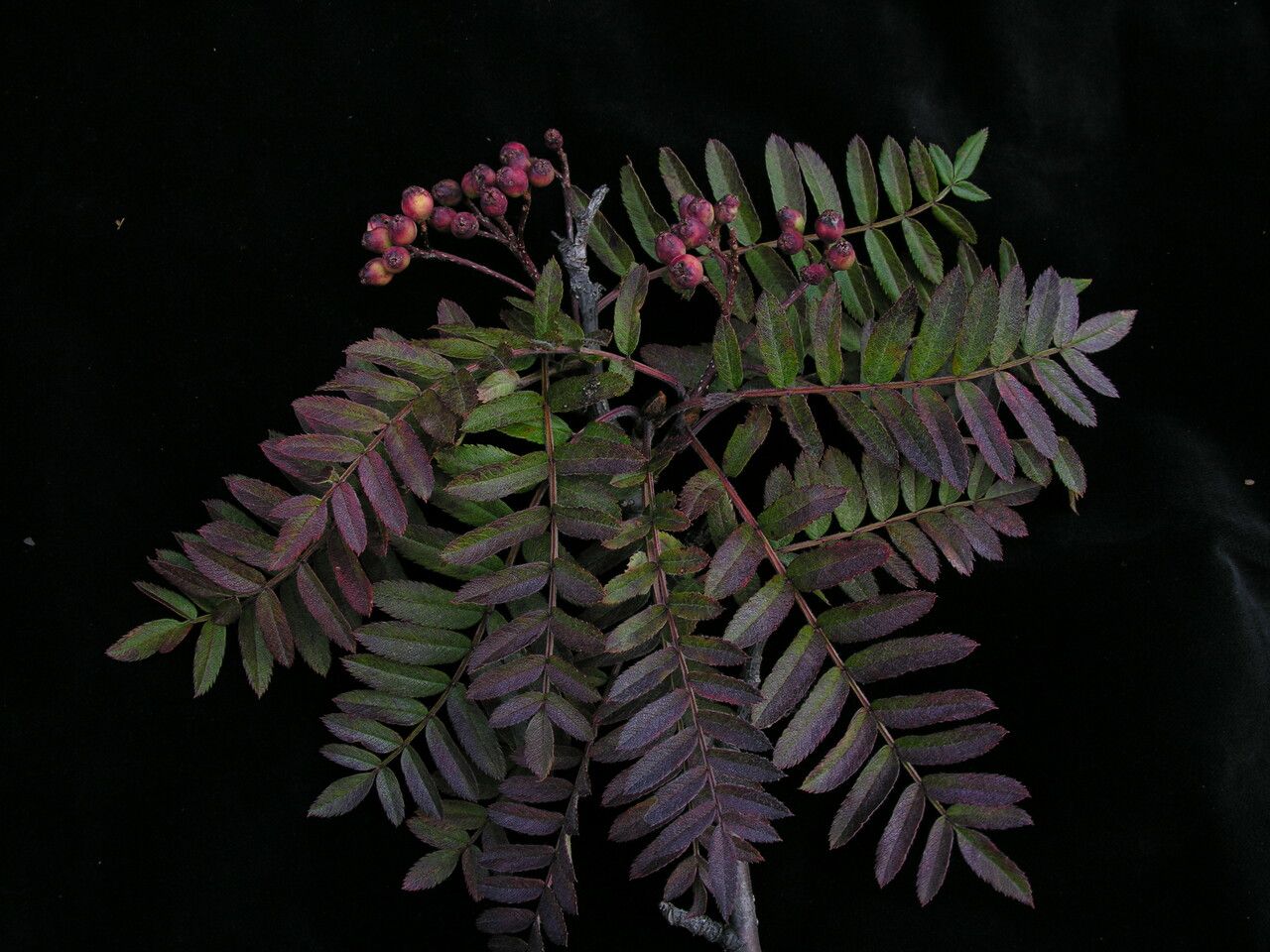 Sorbus foliolosa — houseplant care guide