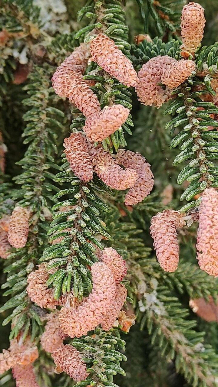 Picea orientalis flower