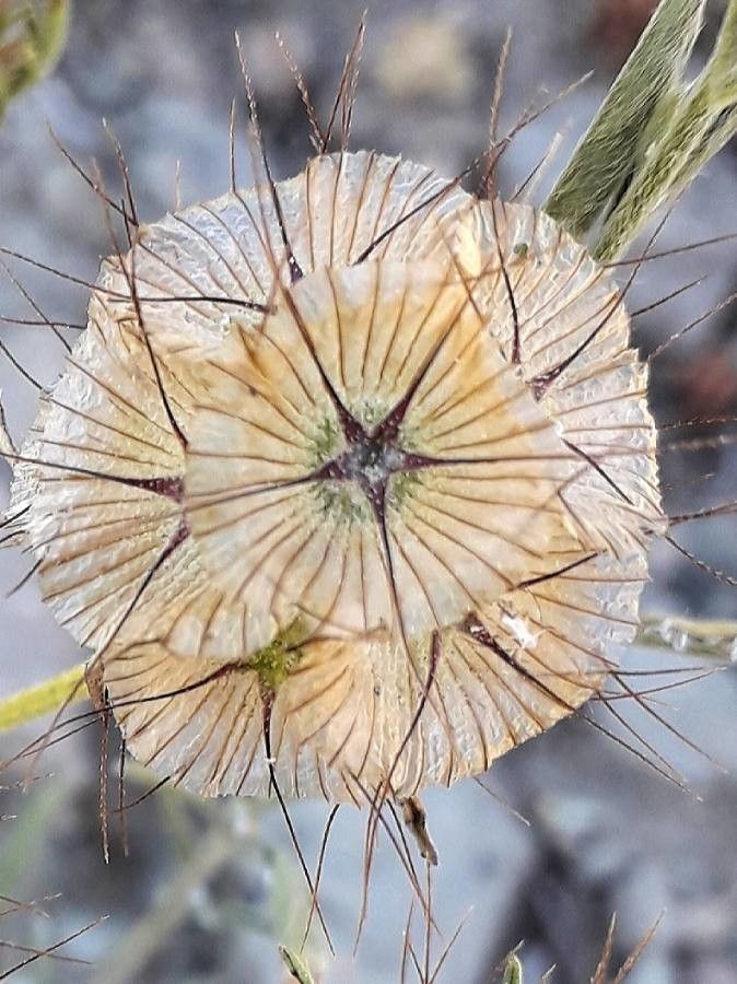 Lomelosia stellata fruit