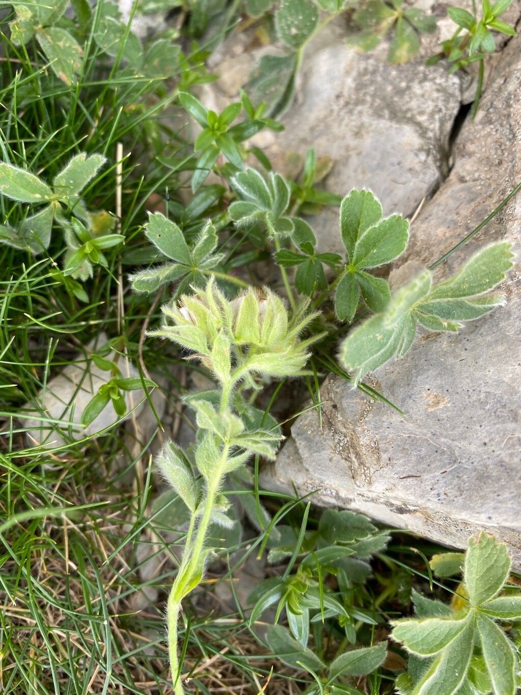 Potentilla nivalis flower