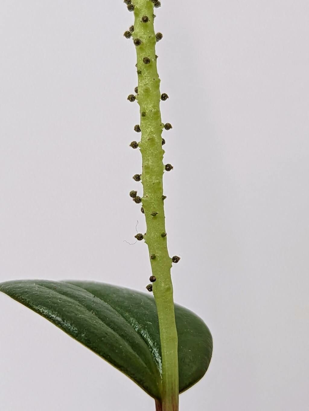 Peperomia mariannensis fruit