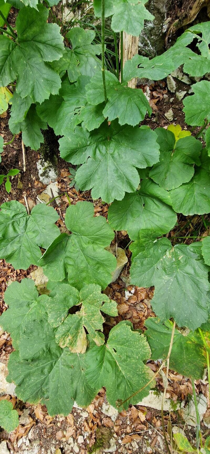 Heracleum alpinum leaf