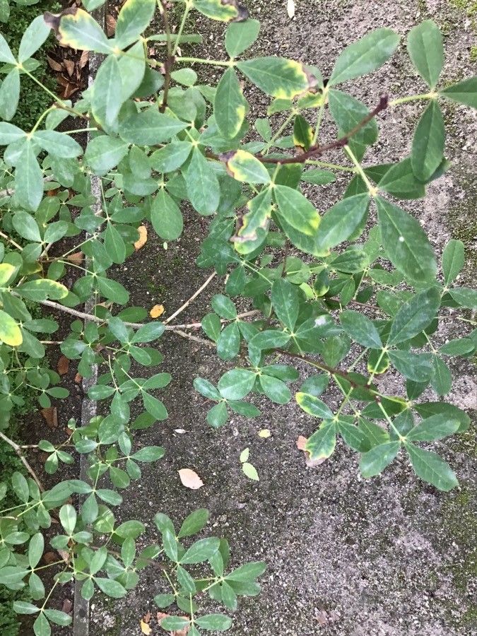 Petteria ramentacea — houseplant care guide