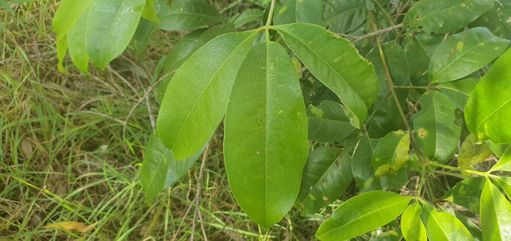 Melicope elleryana leaf