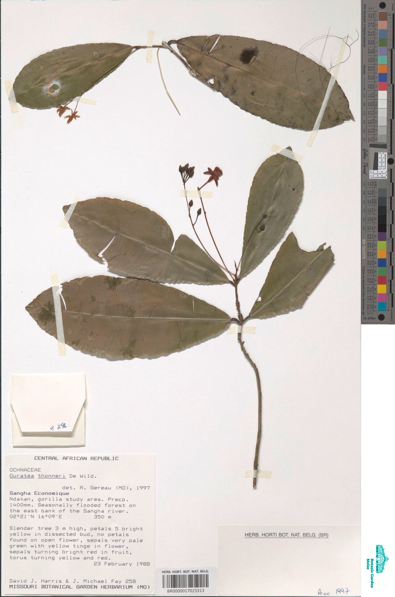 Rhabdophyllum thonneri — houseplant care guide