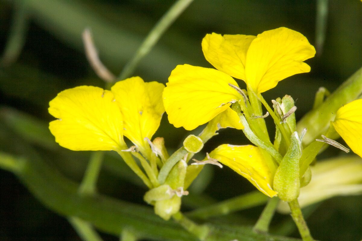 Erysimum rhaeticum flower