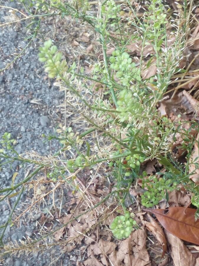 Lepidium ruderale leaf
