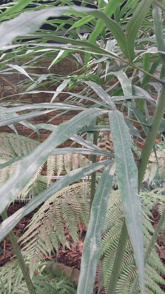 Cycas × multifrondis — search result for 'Cycas'