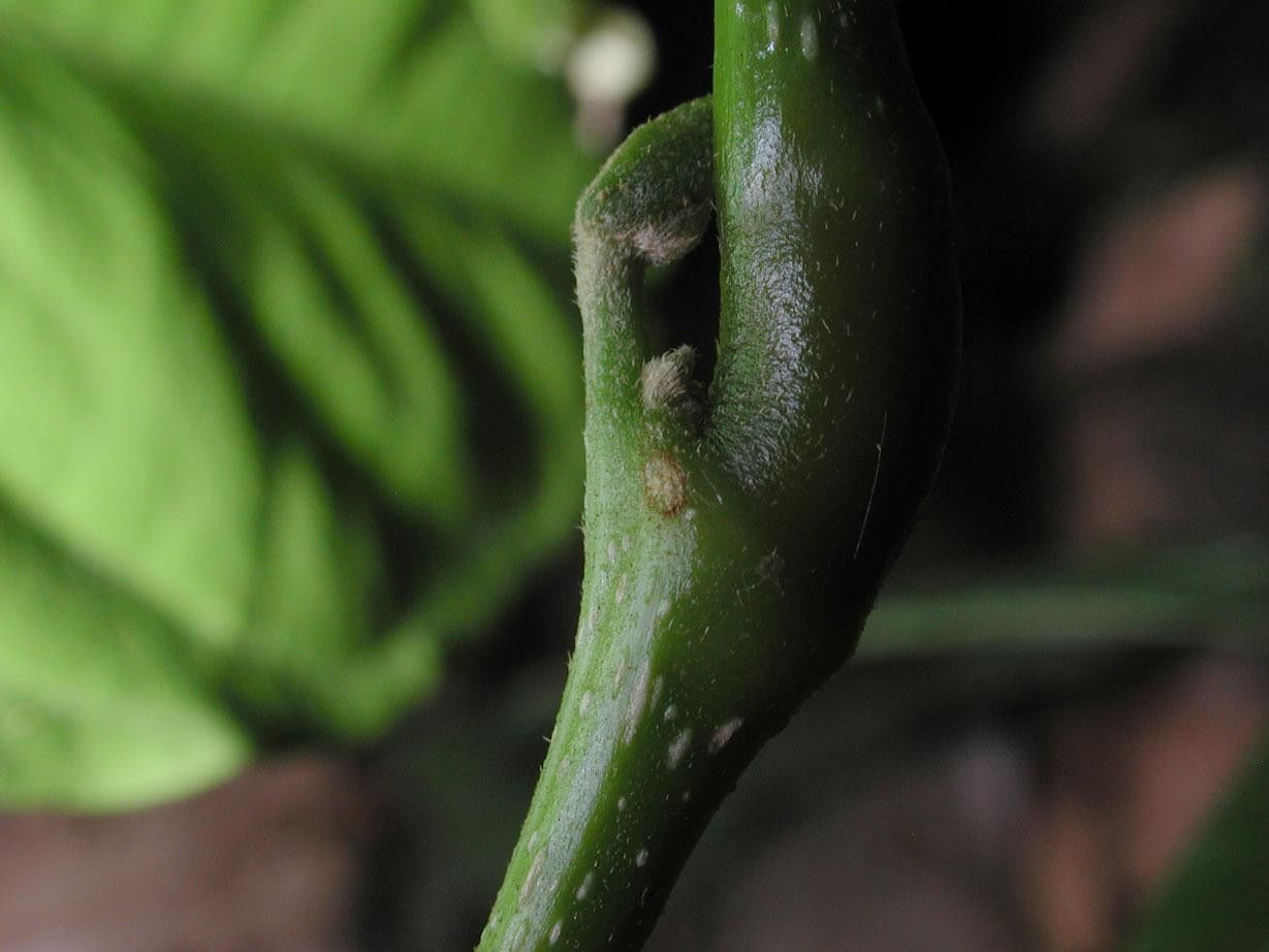 Inga mortoniana bark