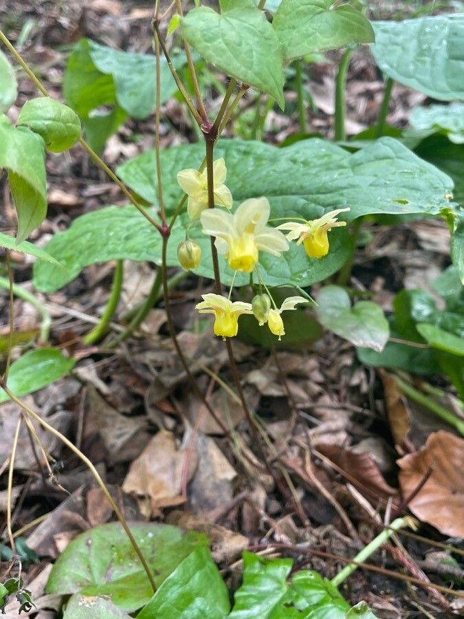Epimedium alpinum flower