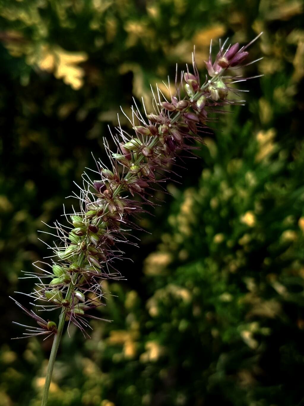 Cenchrus polystachios flower