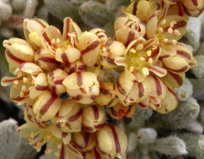 Eriogonum gilmanii flower