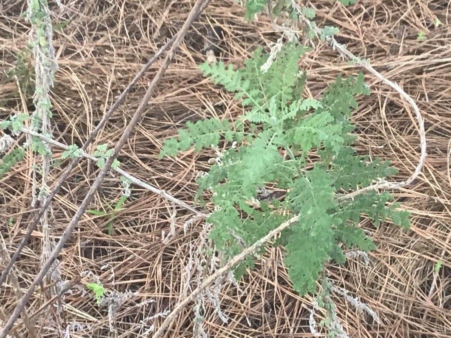 Lotus holosericeus — search result for 'Lotus'