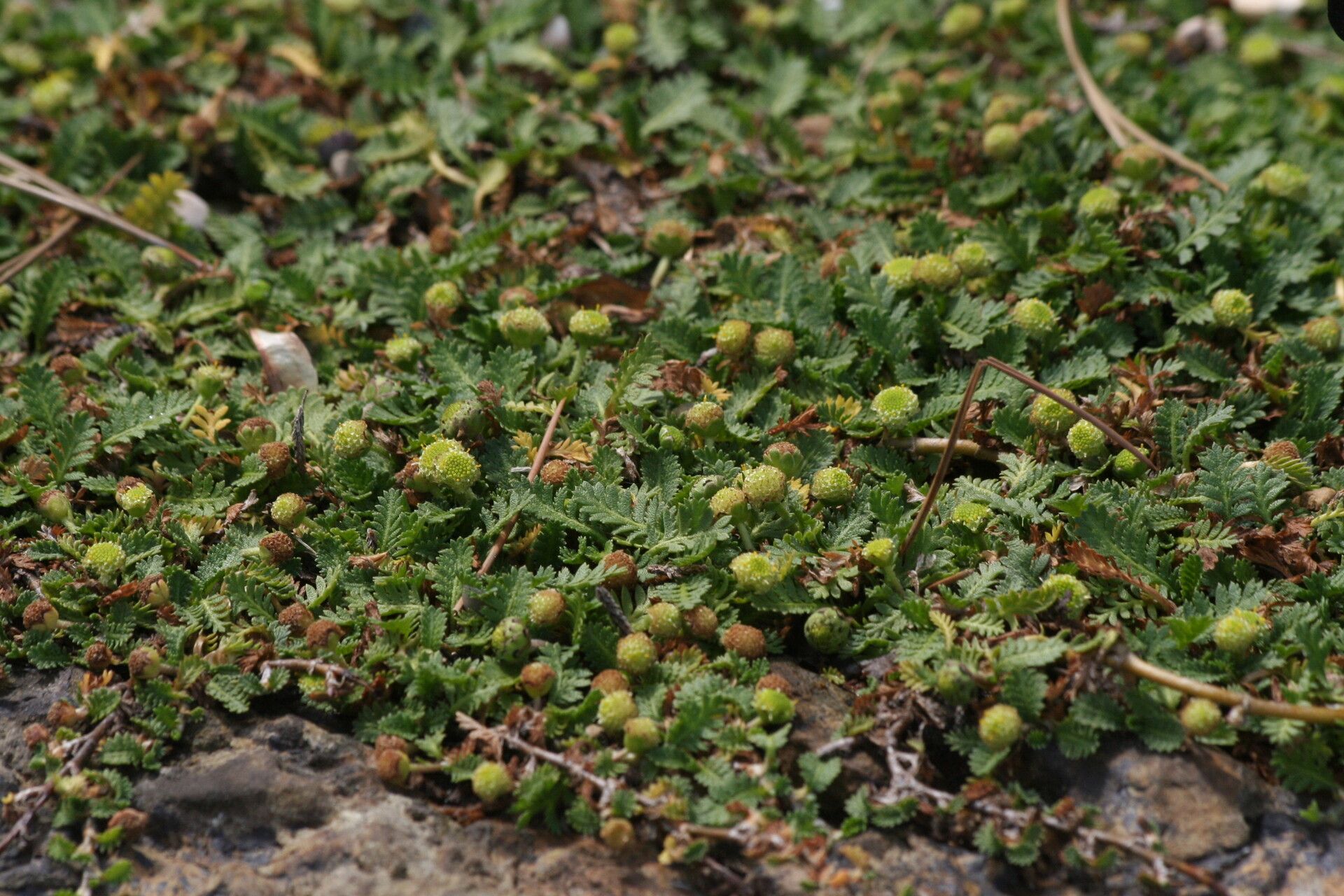 Leptinella scariosa — houseplant care guide