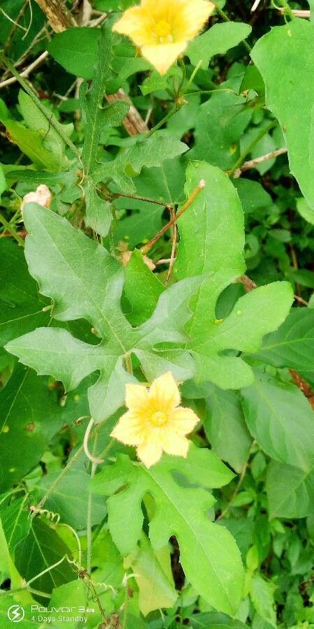 Coccinia adoensis flower