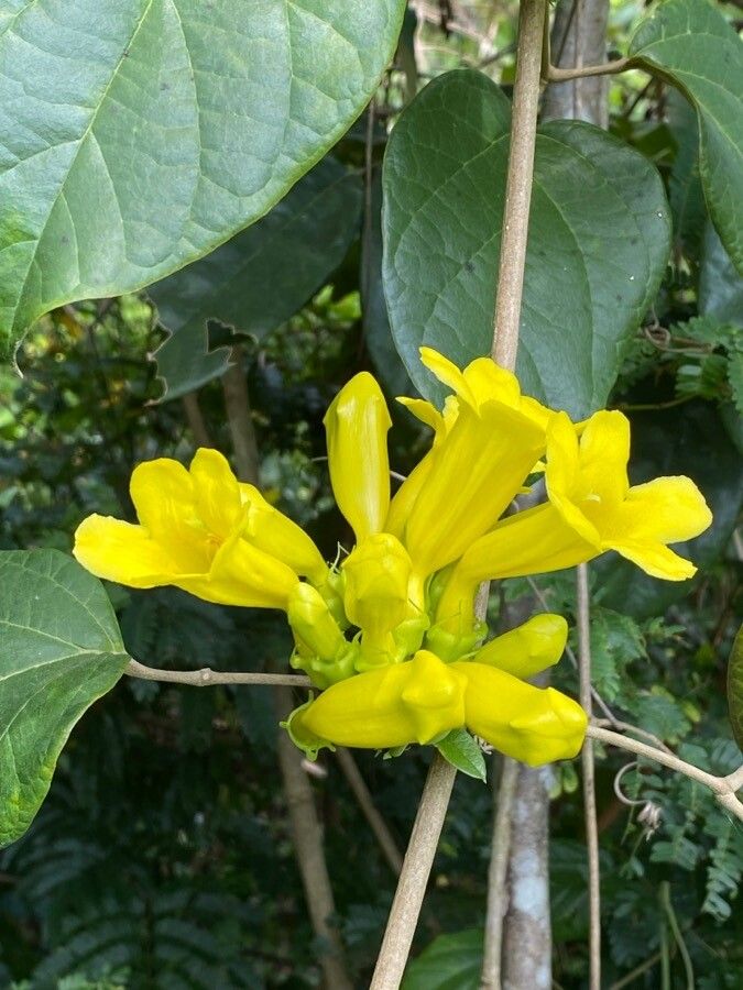 Anemopaegma setilobum flower
