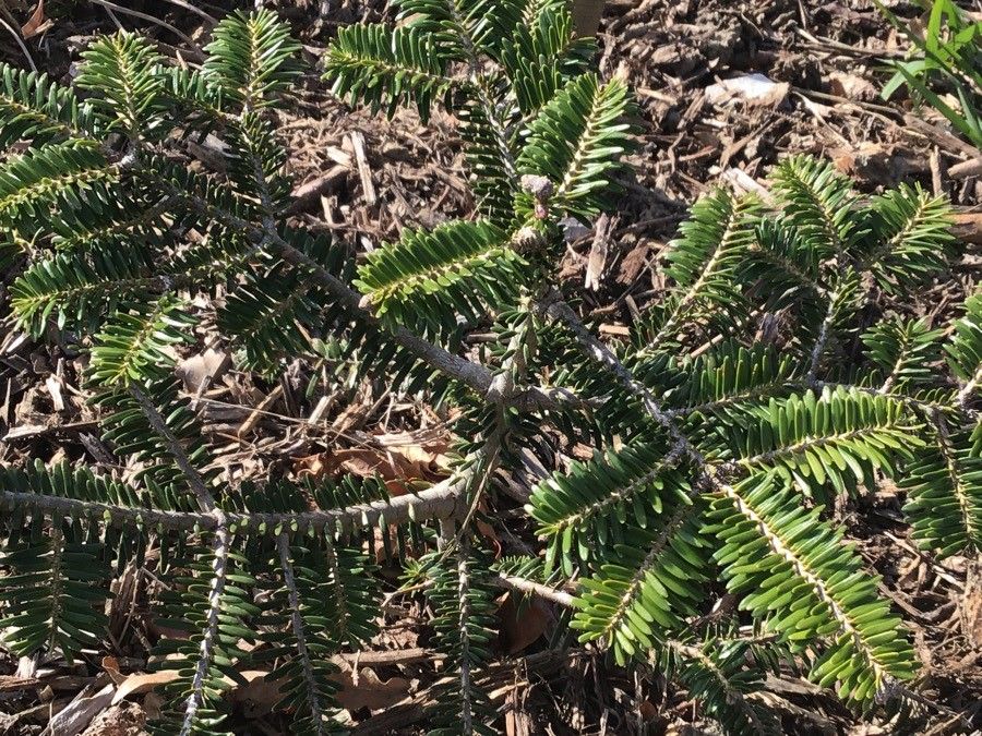 Abies nebrodensis leaf