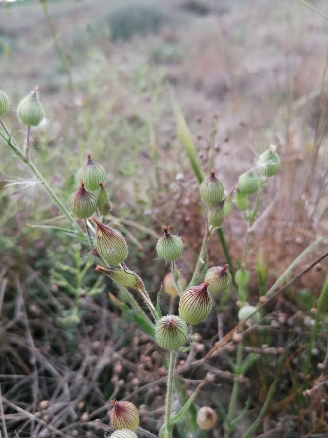 Silene conica fruit