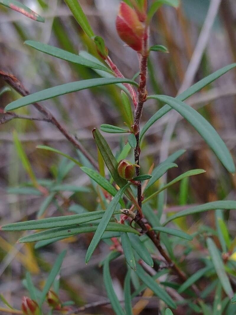 Hibbertia linearis — houseplant care guide