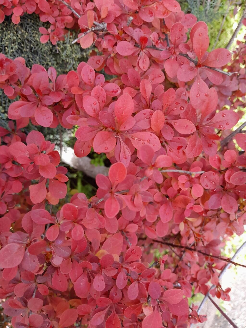 Berberis × ottawensis habit