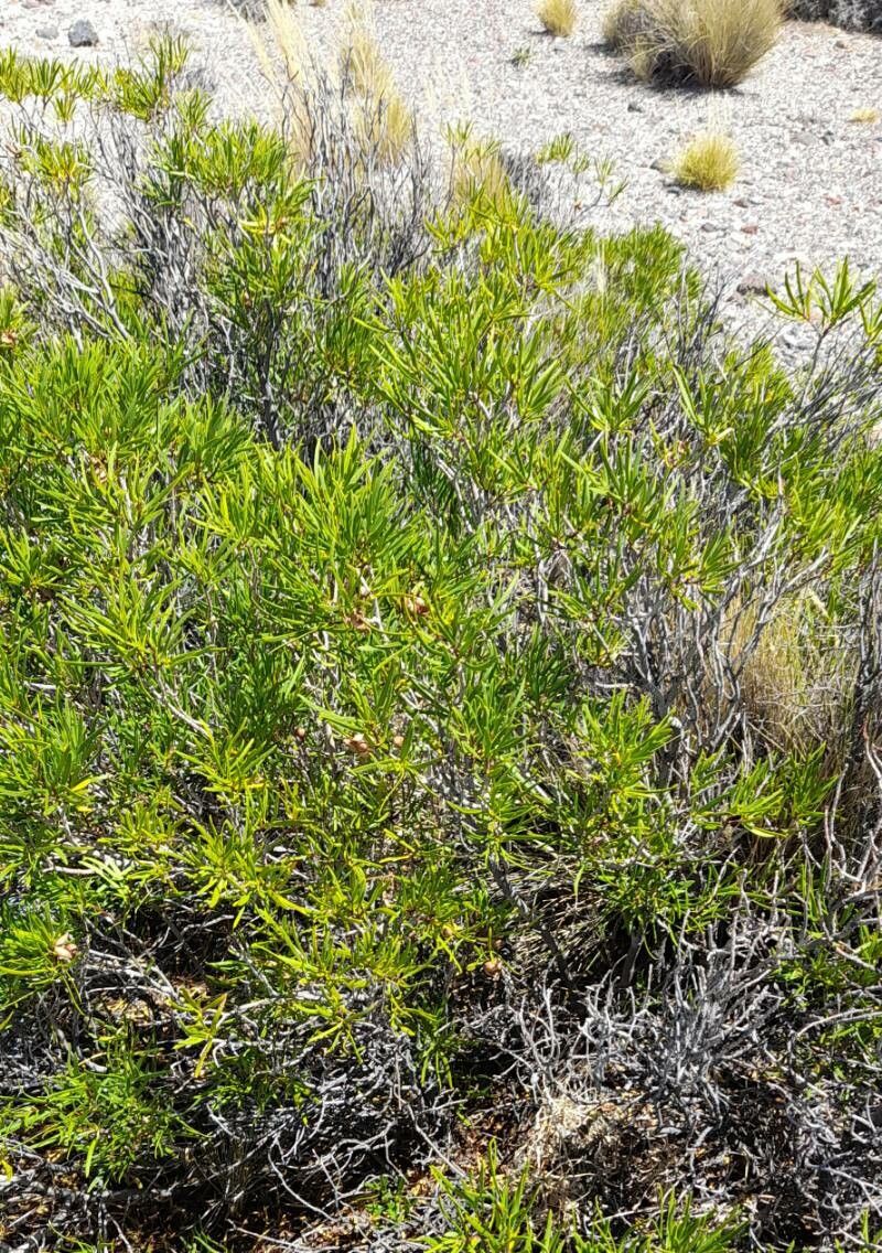 Colliguaja integerrima habit