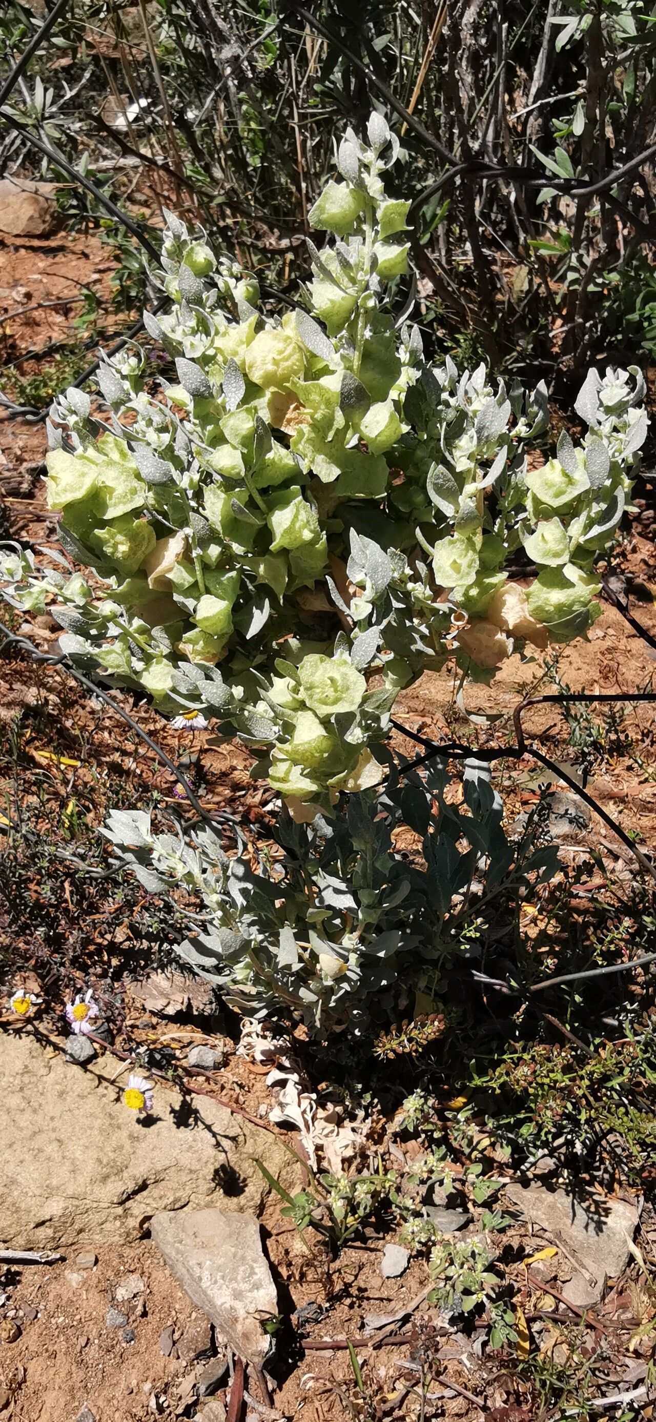 Atriplex lindleyi habit