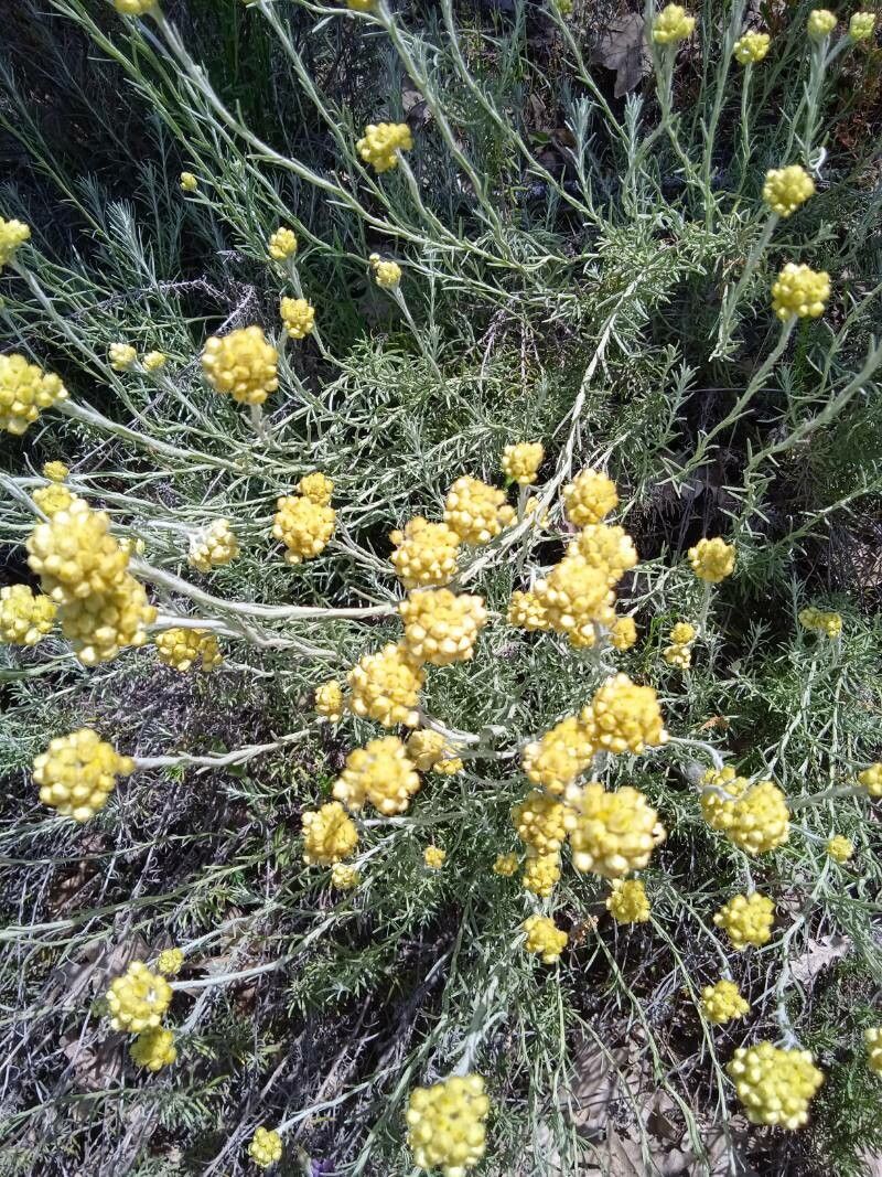 Helichrysum rupestre flower