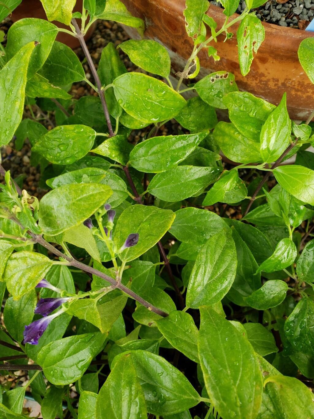 Scutellaria javanica — houseplant care guide